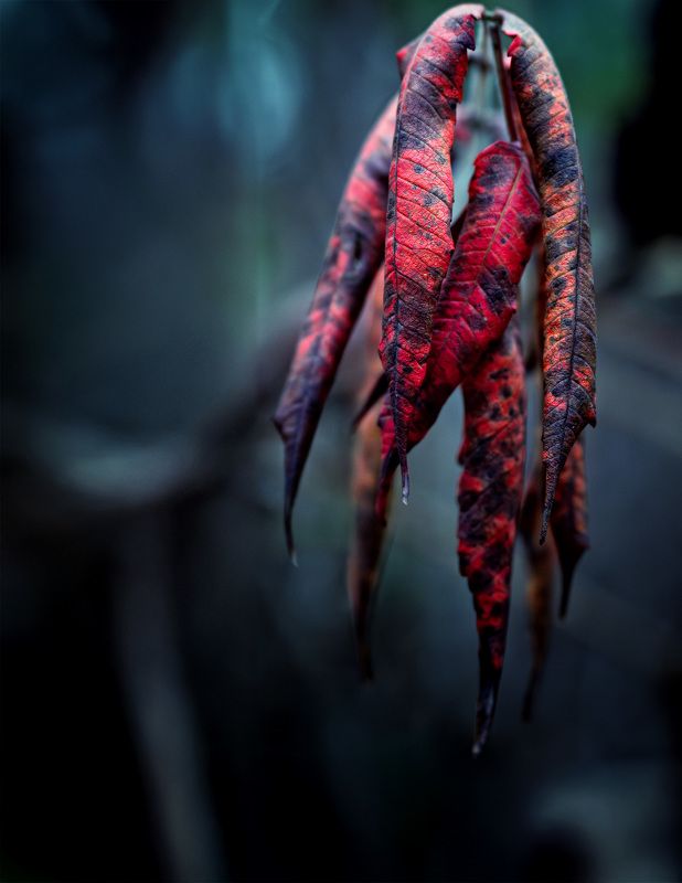 осень, лист, фон КУСОЧЕК ОСЕНИ фото превью