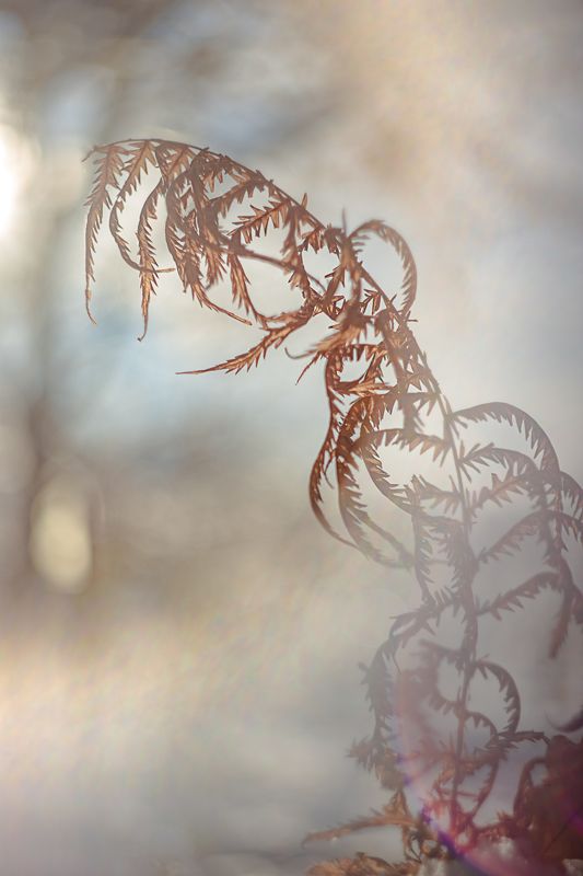 макро, природа, helios, manual lens, снег, snow Танцы на ветру фото превью