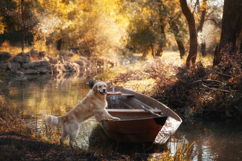 Golden autumn фото превью