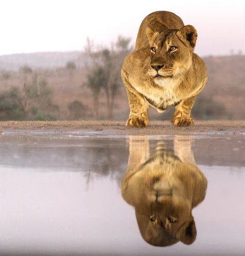 The lioness 