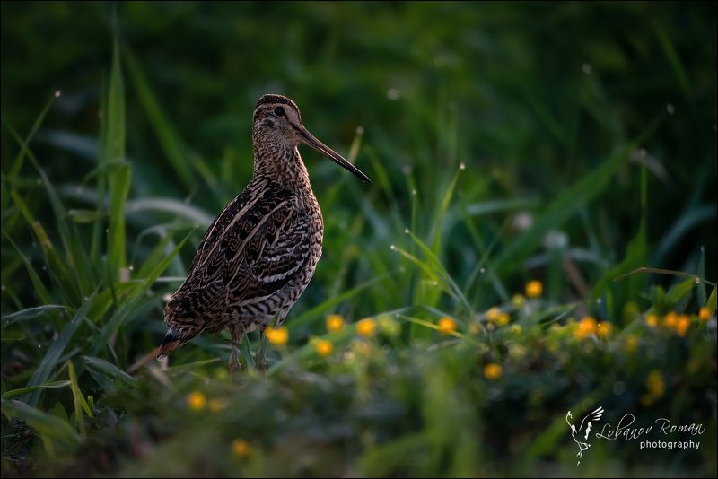 * * * фото превью