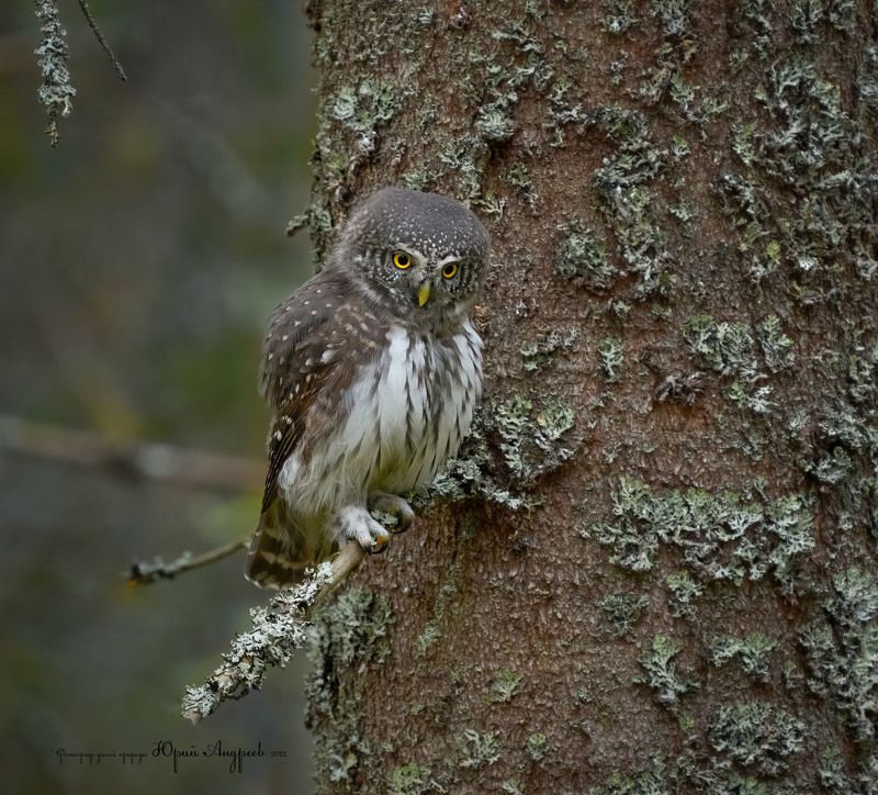 совы, воробьиный сыч, Воробьиный сыч фото превью