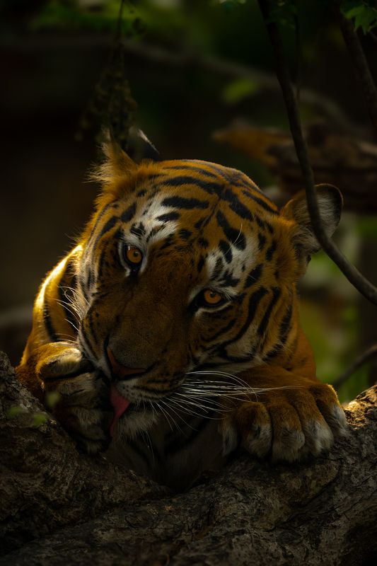 Royalty фото превью