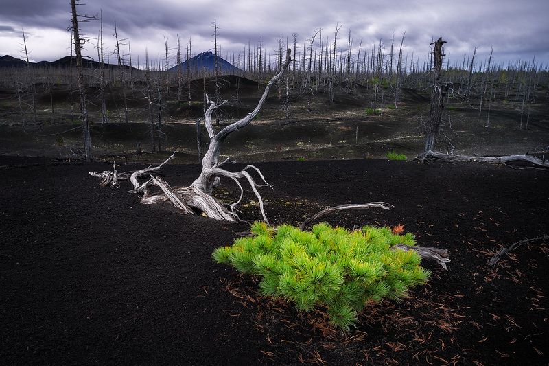 Мертвый лес. Камчатка. фото превью