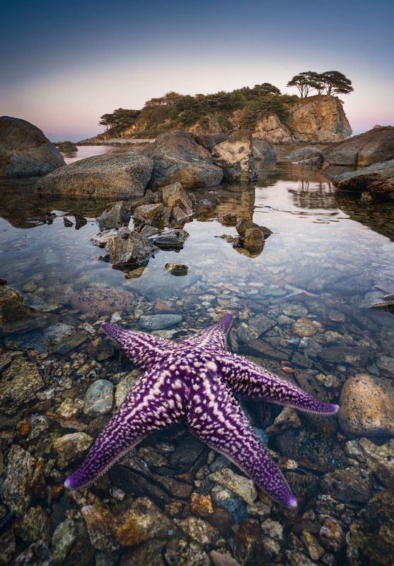 Быть Звездой, а не казаться…  To be a Star, not to seem… фото превью