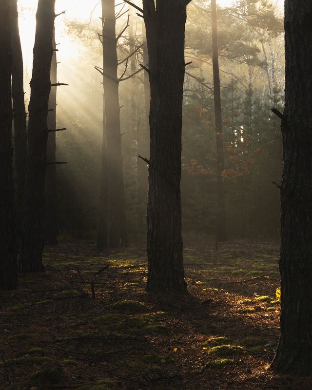 Солнечное утро в лесу фото превью