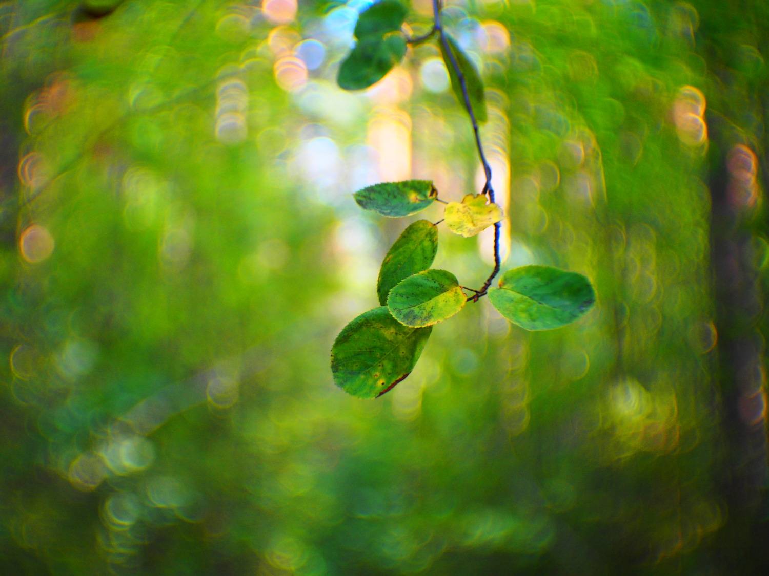 , Лофицкая Лариса