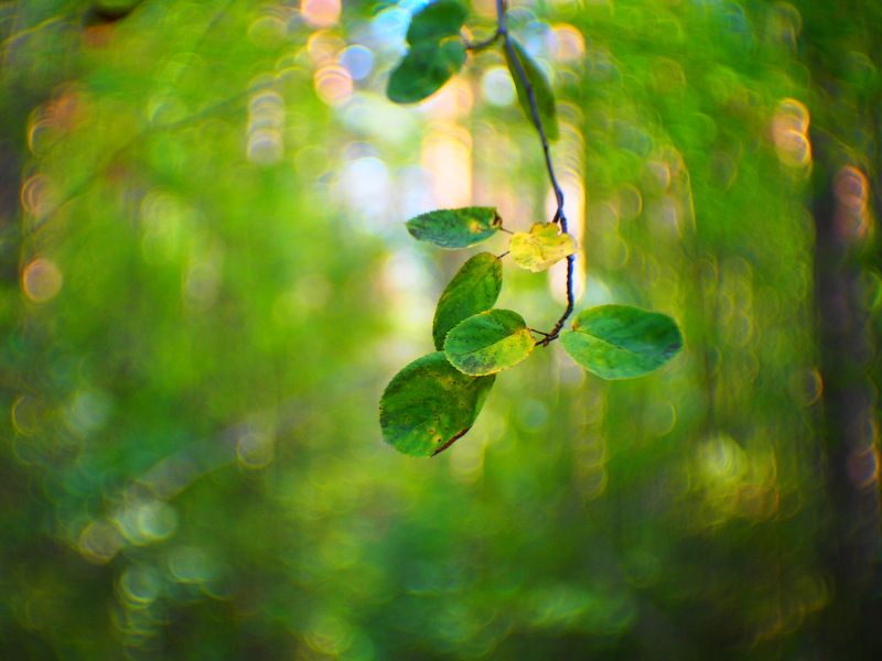 Воспоминание о лете фото превью