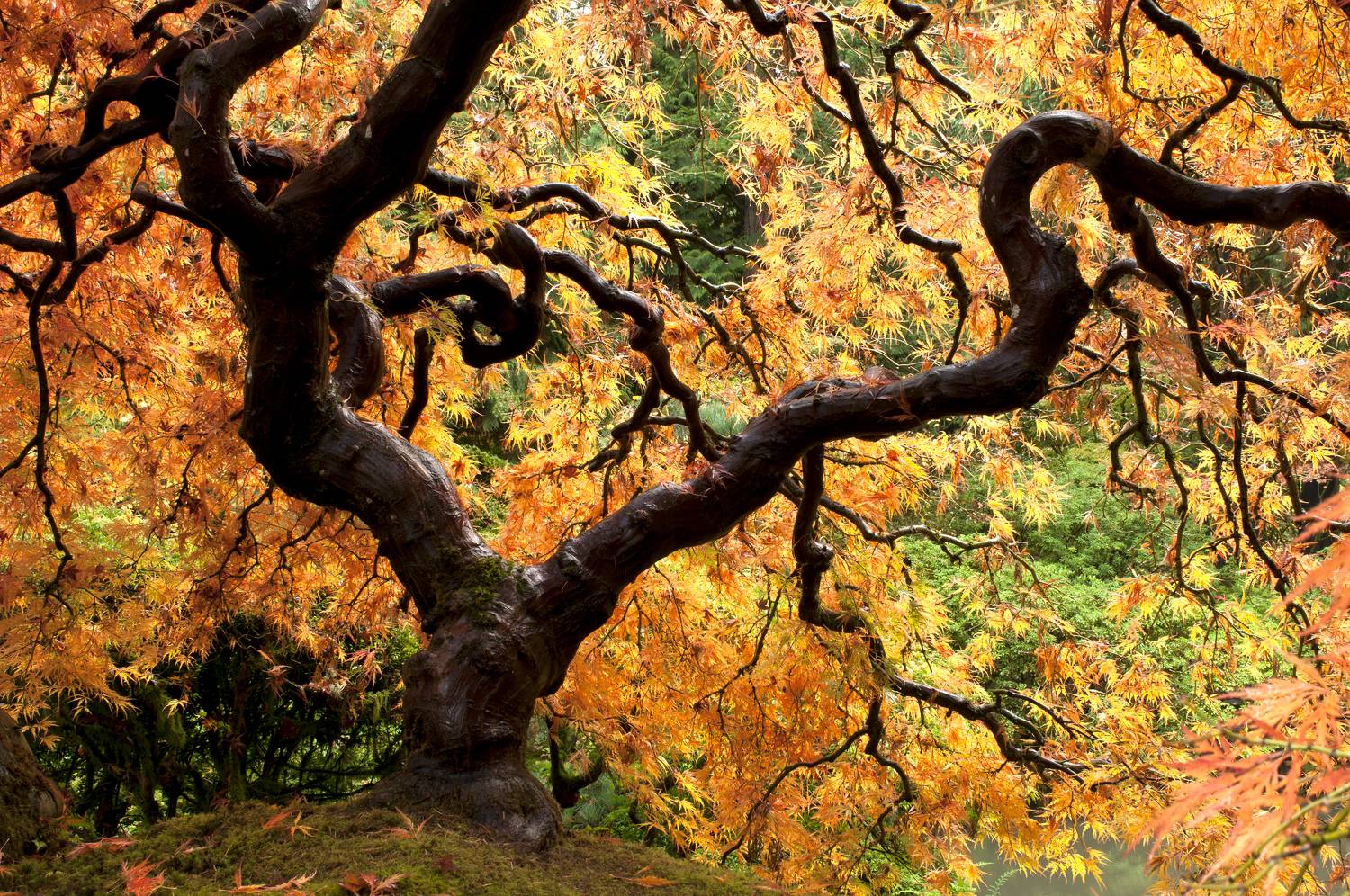 maple, japanese, landscape, autumn, fallcolors,, Fast Photography