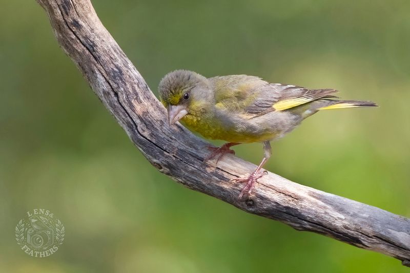 Обыкновенная зеленушка - Lens and Feathers фото превью