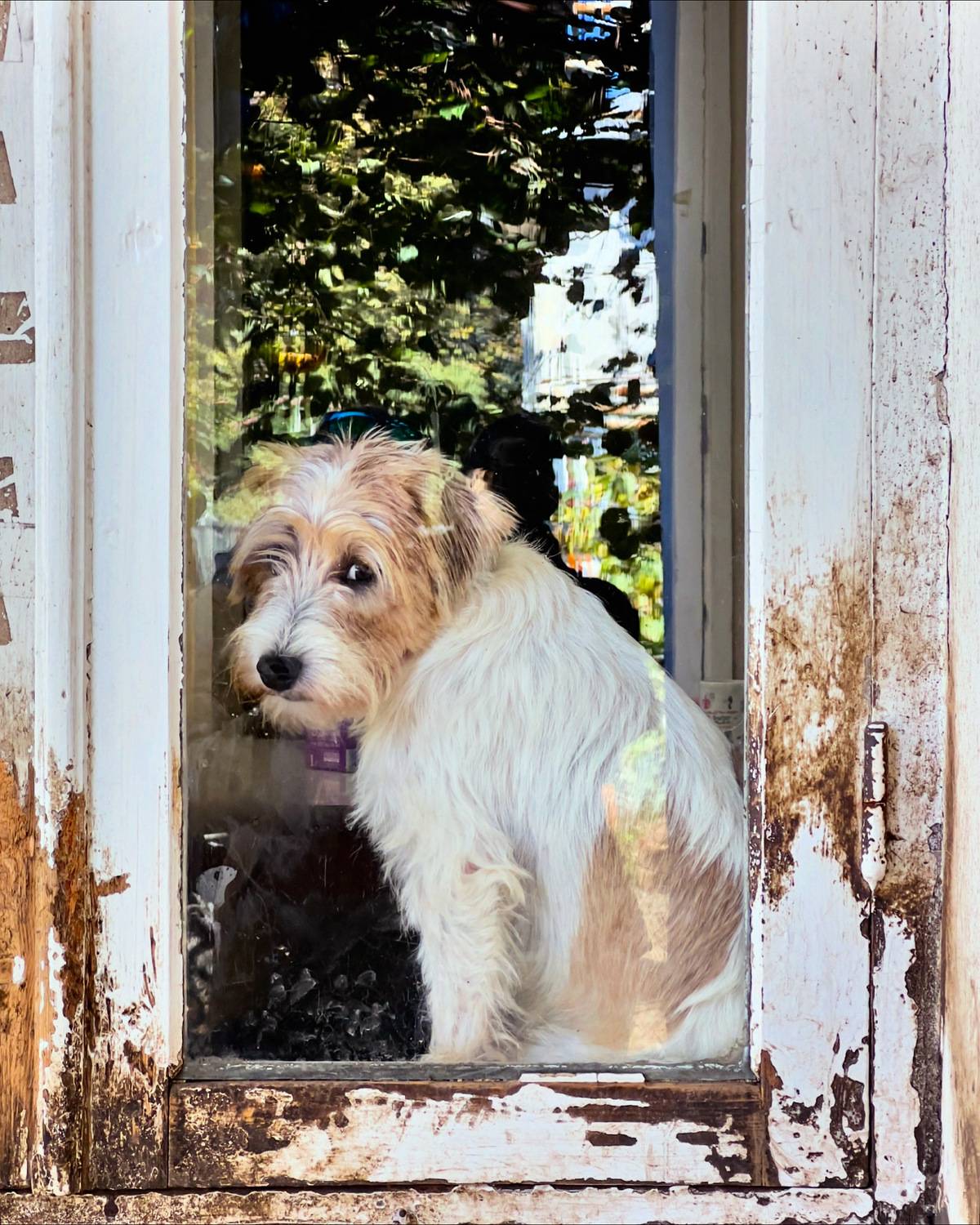 собака, пес, животные, Куликова Ирина