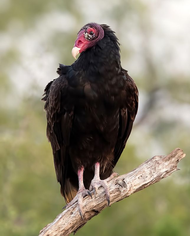 turkey vulture, гриф-индейка, гриф, хищные птицы, raptor,  vulture, техас Turkey Vulture - Гриф-индейка фото превью