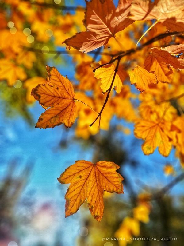 Осенние краски. фото превью