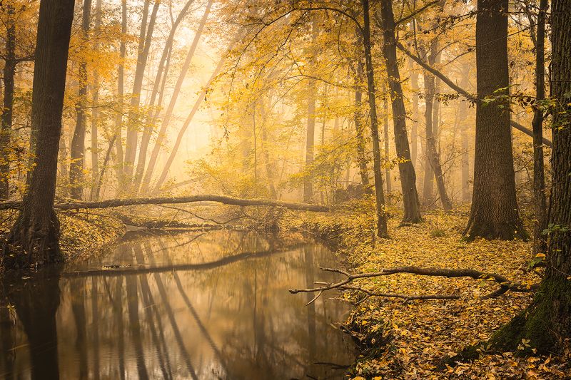Autumn фото превью