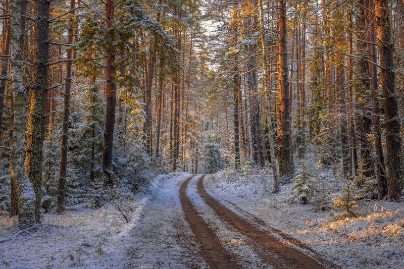 пейзаж лес дорога снег первый свет серково Свежесть первого снега. фото превью
