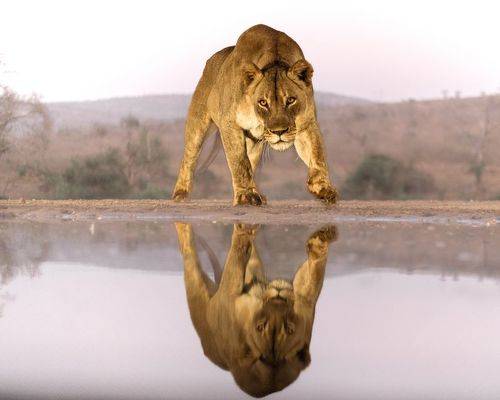 The Lioness 