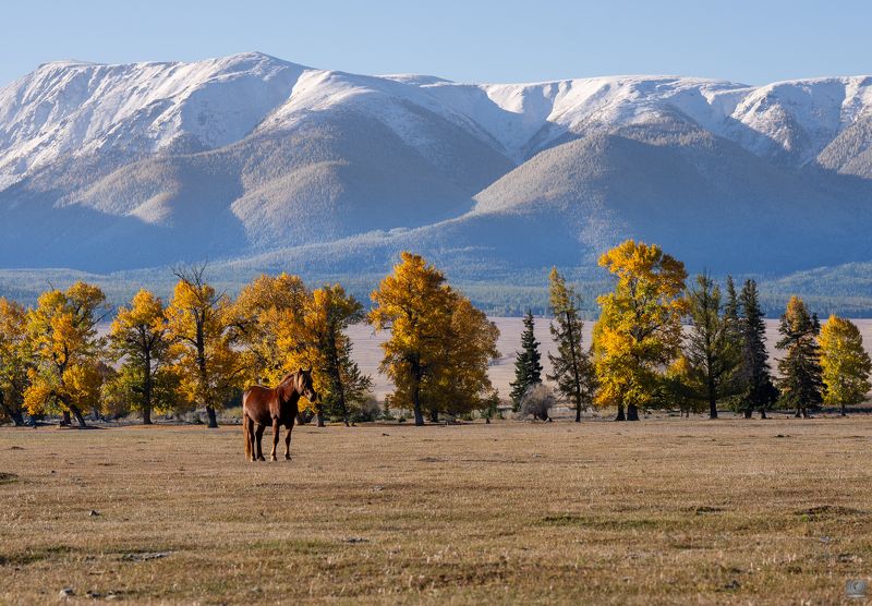 конь алтай осень Алтайский конь фото превью
