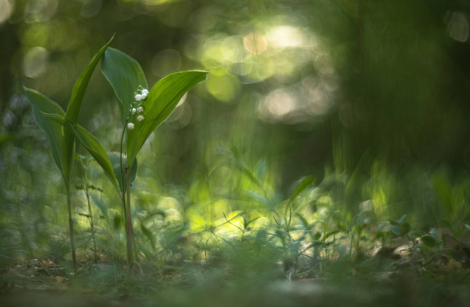 ландыш, утро, рассвет, свет, красота, май, весна, Россия, Воронеж,  Nikon D850, ГЕЛИОС-40-2 1,5/85 Никон., Мещеряков Геннадий