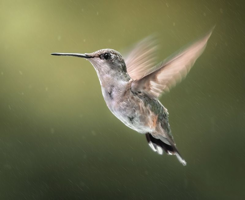 bird, humming, hummingbird, hummingbirds, hummer, rufous, nature, animals, wild, action, dynamic Glorious фото превью