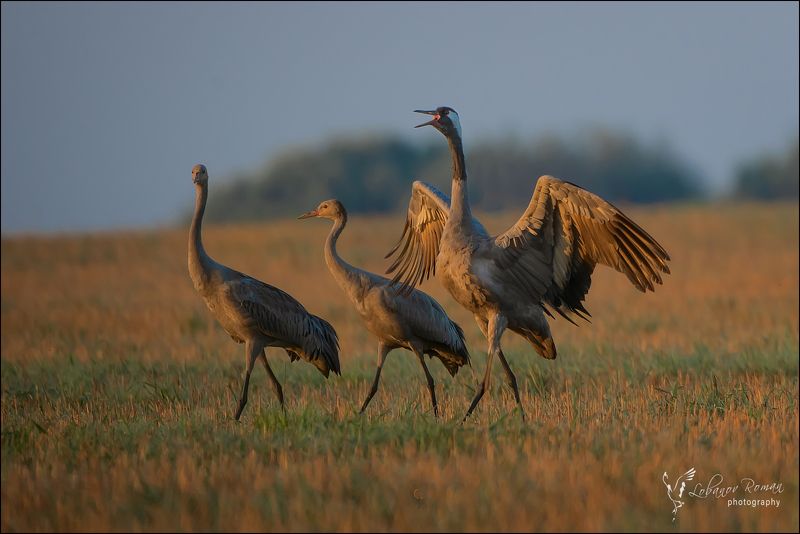 * * * фото превью