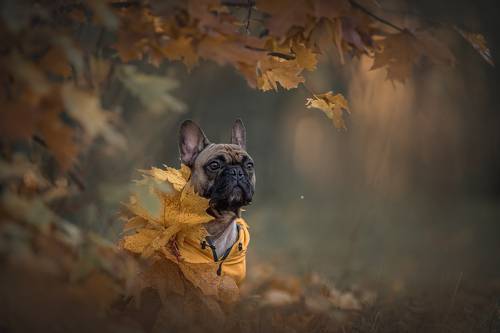 Нильс в осеннем лесу