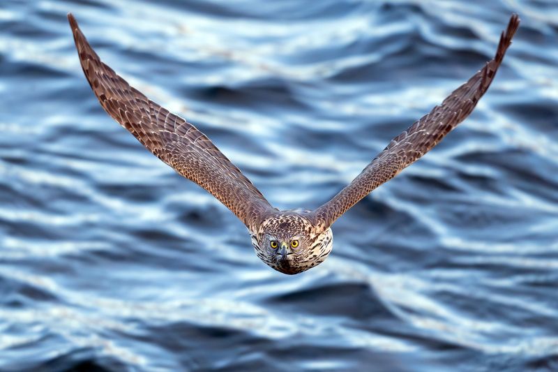 Ястреб тетеревятник. фото превью