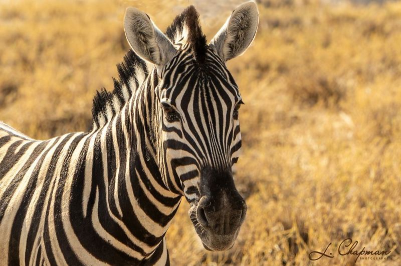 Zebra\'s Portrait фото превью