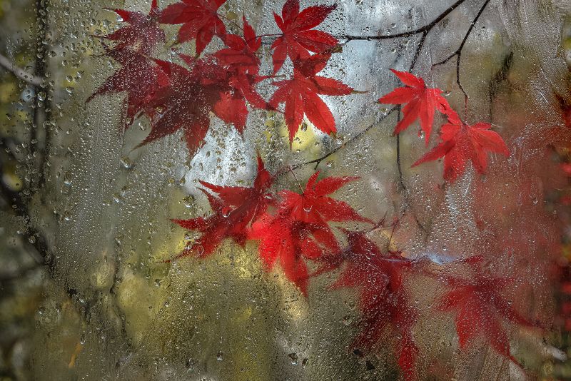 Дождь смывает все следы фото превью