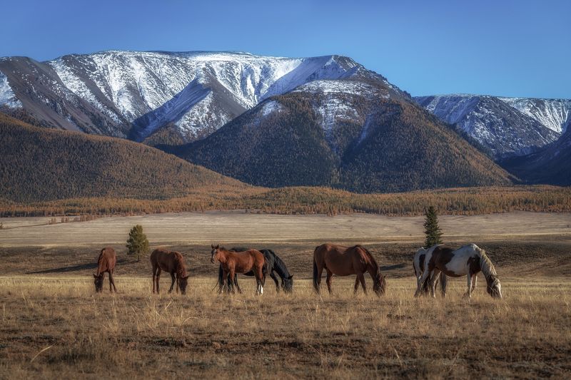 Курайская степь фото превью