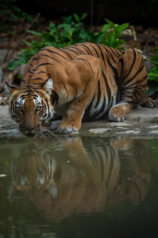 King of the Watering Hole фото превью
