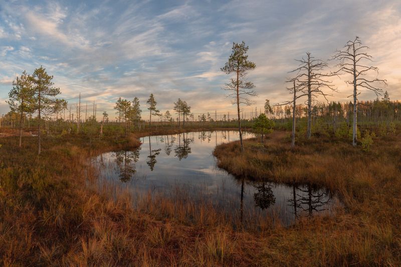 болото, ленинградская область Болота Ленинградской области фото превью