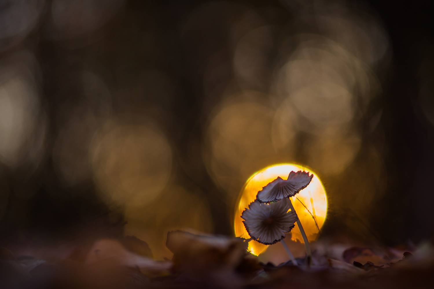 , Викулов Николай