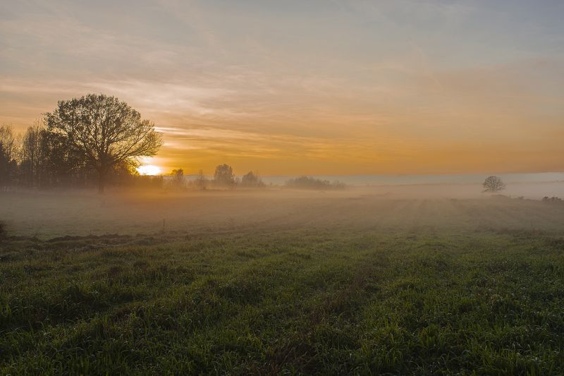 mgliste drzewa фото превью