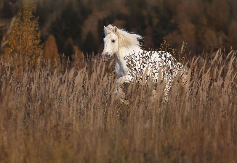 лошадь, рысак, белогривый, осень, красота, поле, horse, field, autumn, beautiful, nature Белогривый фото превью