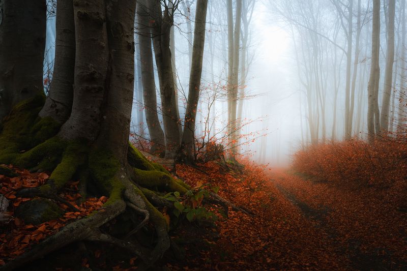 #Atmosphere #Plant #Fog #People in nature #Natural landscape #Wood #Tree #Twig #Trunk #Vegetation Autumn nostalgia фото превью