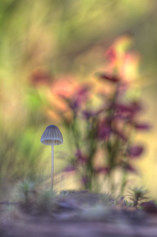 Яркий мир поганки :) фото превью