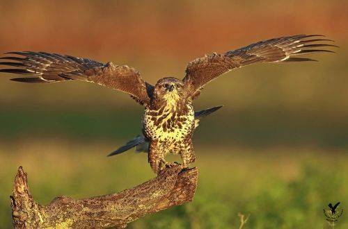 Всем привет.
