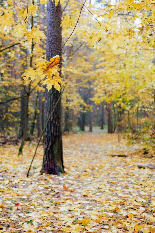 В осеннем лесу фото превью
