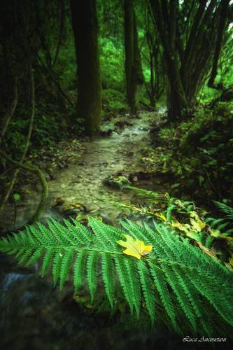 Along the stream