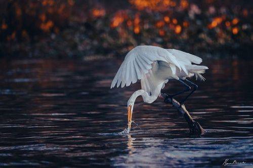 Egret of Louisiana