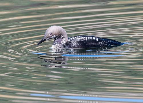Чернозобая гагара