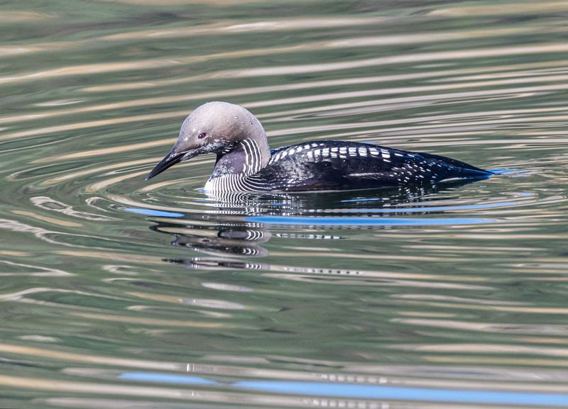 птицы, гагара, чернозобая гагара, кисловодск Чернозобая гагара фото превью