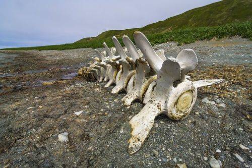 Жил-был кит