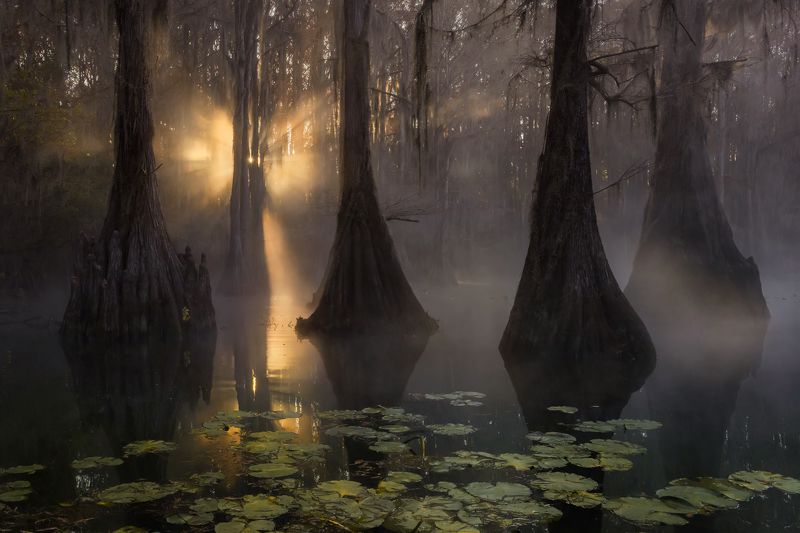 Кипарисовые Болота фото превью