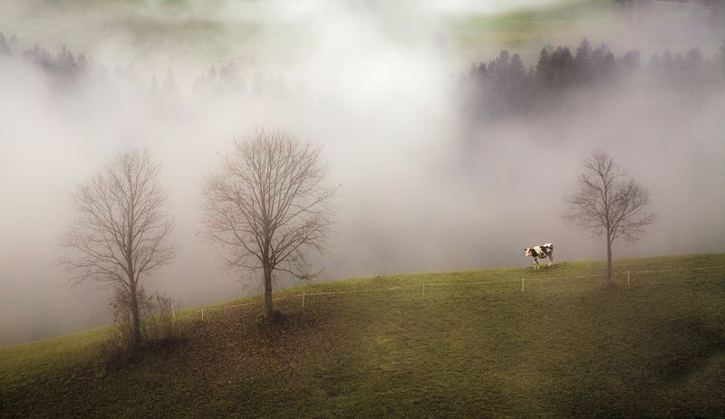 туман, пейзаж, трава, деревья, пастбище, утро Туман в деревне фото превью