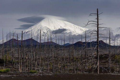Tolbachik and dead forest