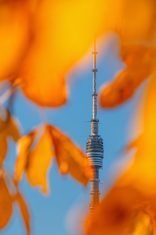 moscow, autumn, останкинская башня, москва, осень Останкинская башня фото превью