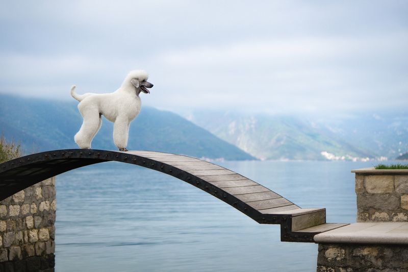 Bridge фото превью