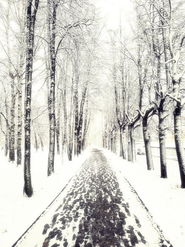 Утро...первый снег...2024 года... фото превью