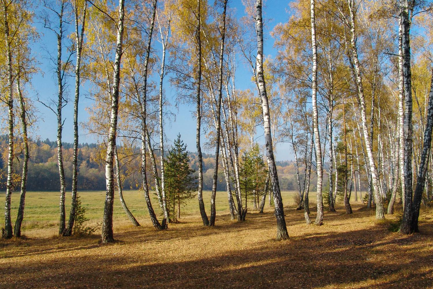 золотая осень, роща, Медведев Александр